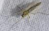Chironomus sp.